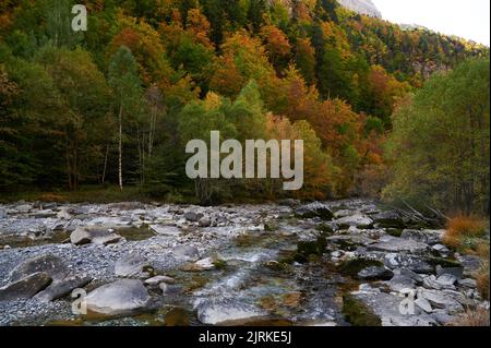 Fiume veloce con massi che scorrono tra fitti boschi con alti alberi colorati con lussureggiante fogliame nella natura selvaggia della Spagna Foto Stock