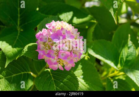 Varietà di fioritura di grande-leaved hydrangea rosa tenue. Hydrangea macrophylla 'estate infinita' nel giardino estivo Foto Stock