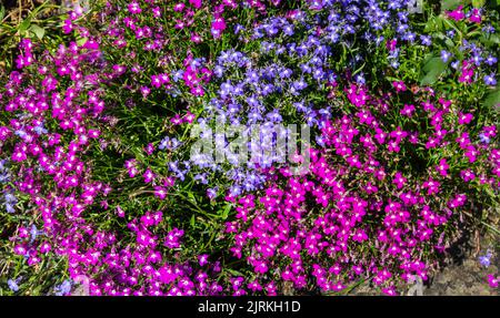 Lobelia erinus viola, blu e borgogna in un letto di fiori Foto Stock