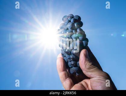 Heimersheim, Germania. 25th ago, 2022. I vendemmiatori raccolgono le uve rosse in un vigneto sopra Heimersheim, nella Valle dell'Ahr, all'inizio ufficiale della principale vendemmia. Credit: Boris Roessler/dpa/Alamy Live News Foto Stock