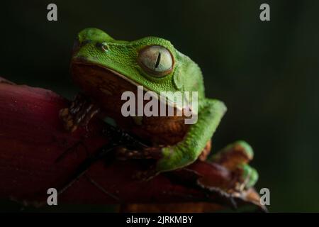 Phyllomedusa specie: Rospo verde dell'Ecuador Foto Stock