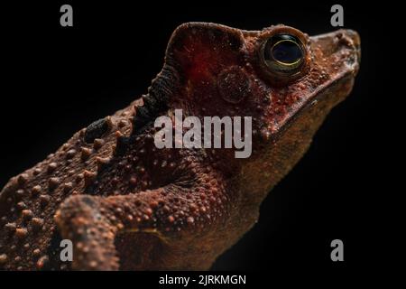 Panacanthus cuspidatus: Toad dall'Ecuador su fondo scuro Foto Stock