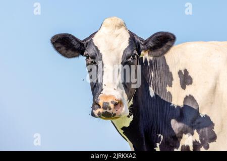 Mucca che guarda amichevole, ritratto di un bovino maturo e chiazzato, naso rosa, scatto medio di fronte a un cielo blu. Foto Stock