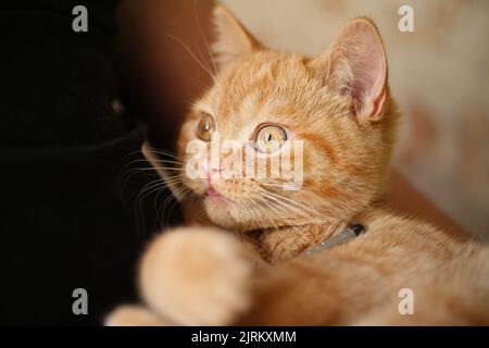 Ginger gattino giocoso sulle mani del suo proprietario. Foto Stock