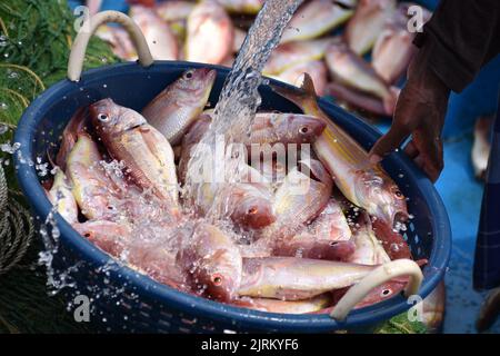 lavare un cesto di pesci di dentice rosso in un mercato Foto Stock