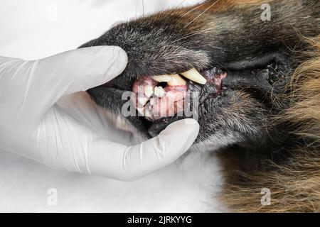 Veterinario in guanti medici che controllano i denti del vecchio cane pastore tedesco. Primo piano. Foto Stock