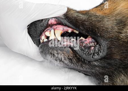 Medico veterinario in guanti medici che controllano i denti del vecchio cane pastore tedesco. Primo piano. Foto Stock