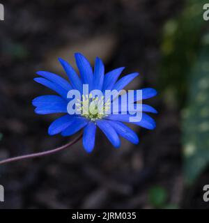 Fiore singolo di una blanda di Anemone 'sfumature blu'. Foto Stock