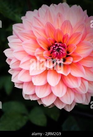 Dahlias in piena fioritura a Eythrope Gardens sulla tenuta Waddesdon Manor. Foto Stock
