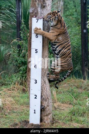 Geysha il Sumatran ottiene la sua altezza misurata durante il pesata annuale allo ZSL London Zoo, Londra. Data immagine: Giovedì 25 agosto 2022. Foto Stock