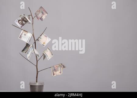 pianta con note di naira come foglie Foto Stock