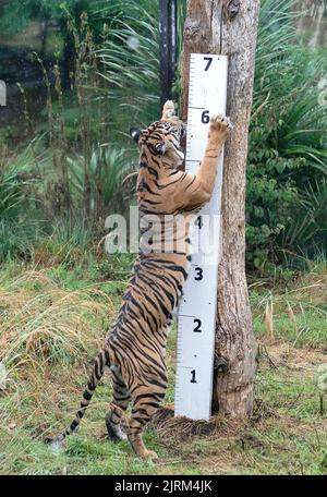 Geysha il Sumatran ottiene la sua altezza misurata durante il pesata annuale allo ZSL London Zoo, Londra. Data immagine: Giovedì 25 agosto 2022. Foto Stock