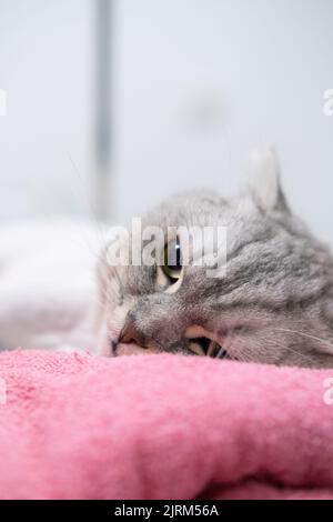 Un primo piano verticale di poveri che si aggrappano su coperta rosa in una clinica Foto Stock