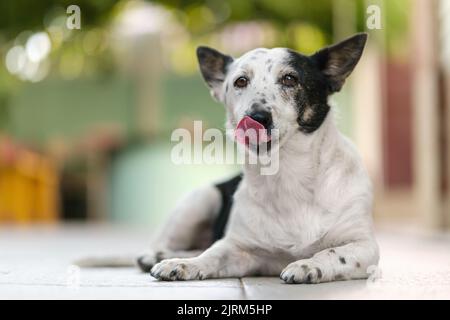 Divertente cane bianco e nero leccando il naso dopo aver mangiato. Foto Stock