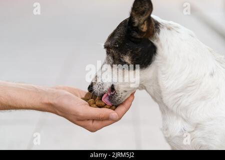 Primo piano scatto di un cane bianco e nero mangiare cibo kibble cane dalla mano dell'uomo. Foto Stock