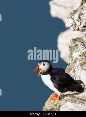 Primo piano del puffin Atlantico che chiama su un bordo di scogliera, scogliere di Bempton, Regno Unito Foto Stock