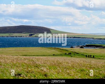 Faray, Orcadi, Scozia Foto Stock