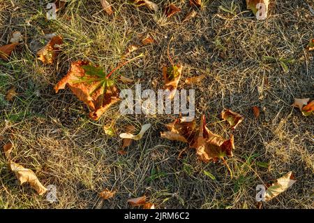 foglie ingiallite asciutte e grumi di erba, struttura del prato durante la siccità, vista dall'alto Foto Stock