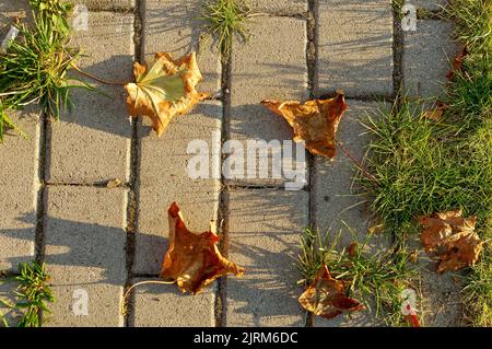 struttura del pavimento in cemento cubico con grumi di erba verde e foglie secche, sfondo per i tuoi progetti vista dall'alto Foto Stock