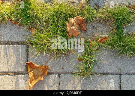 struttura del pavimento in cemento cubico con grumi di erba verde e foglie secche, sfondo per i tuoi progetti vista dall'alto Foto Stock