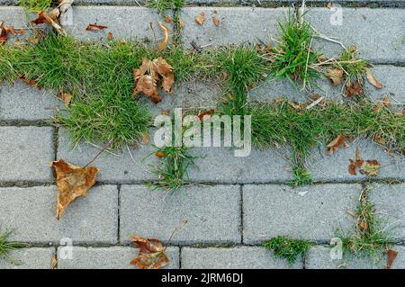 struttura del pavimento in cemento cubico con grumi di erba verde e foglie secche, sfondo per i tuoi progetti vista dall'alto Foto Stock