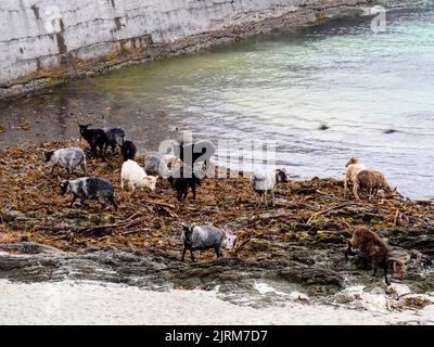 Pecore che mangiano alghe, Nord Ronaldsay, Orcadi Foto Stock