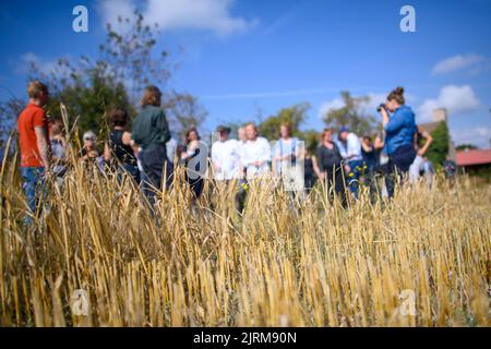 Mammendorf, Germania. 25th ago, 2022. I rappresentanti dei media si trovano ai margini di un campo dietro le stoppie e le spighe di mais rimaste per proteggere il criceto. Nel pomeriggio ha visitato il progetto 'campo paese criceto'. La visita ha avuto luogo nel contesto della Sonmerreise del Ministro federale dell'ambiente. I criceti sul campo sono minacciati di estinzione in tutta la Germania e sono sotto stretta protezione. Credit: Klaus-Dietmar Gabbert/dpa/Alamy Live News Foto Stock