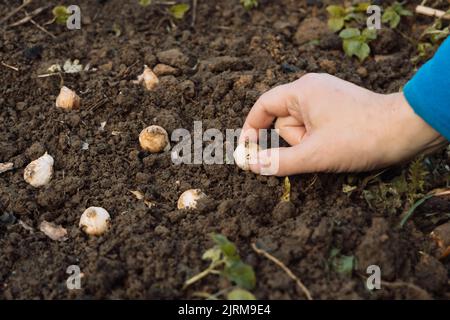 una mano tiene un bulbo muscari prima di piantare nel terreno Foto Stock