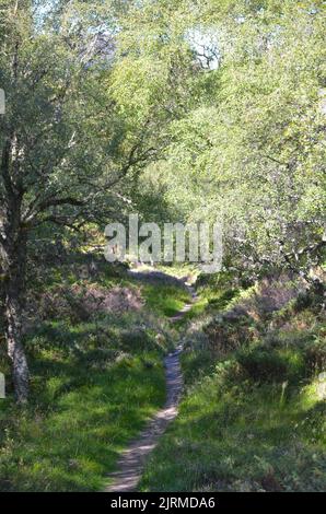 Morrone Birkwood vicino a Braemar, Cairngorms National Park, Scozia Foto Stock