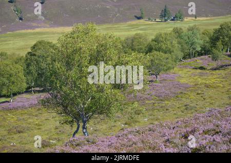 Morrone Birkwood vicino a Braemar, Cairngorms National Park, Scozia Foto Stock