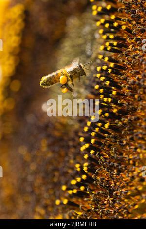 Ape miele raccolta polline dai fiori disco su una testa di girasole - Scozia, Regno Unito Foto Stock