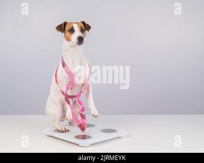 Dog jack russell terrier si trova su una bilancia con un nastro di misurazione. Foto Stock