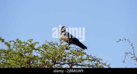 Pied Crow (Corvus albus) Parco Nazionale di Mokala, Sudafrica Foto Stock