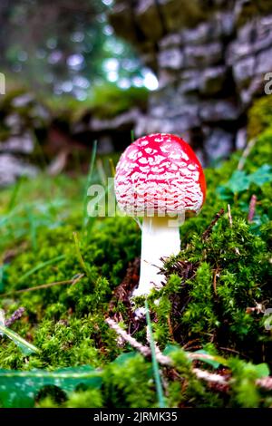 Rosso e bianco tossico, velenoso e pericoloso amanita muscaria volare funghi agarici sul terreno di una verde foresta autunnale tra muschio in una foresta verde Foto Stock