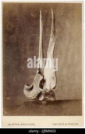 Cranio della balena di Gray (Mesoplodon grayi), 1880s, Dunedin, di Burton Brothers. Foto Stock