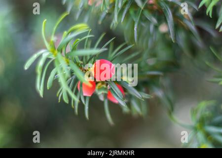 Taxus baccata, coni rossi di tasso con fogliame verde Foto Stock