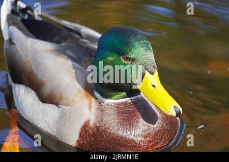 Anatra maschio in primo piano. Uccello d'acqua con piumaggio verde-marrone e becco giallo Foto Stock