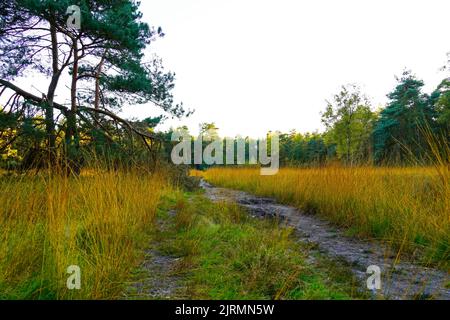 Sentiero escursionistico attraverso la natura in autunno. Foto Stock