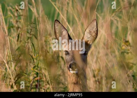 Capriolo femmina in piedi in erba alta e guardare con cautela, testa ritratto, primo piano, estate, renania settentrionale-vestfalia, germania, (capreolus capreolus) Foto Stock