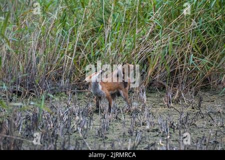 Due giovani volpi suonano su Magor Marsh nel Galles del Sud, su un letto di canna che un tempo era sott'acqua, che evidenzia il riscaldamento globale e il clima caldo. Foto Stock