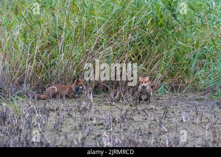 Due giovani volpi suonano su Magor Marsh nel Galles del Sud, su un letto di canna che un tempo era sott'acqua, che evidenzia il riscaldamento globale e il clima caldo. Foto Stock