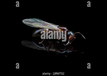 Una regina del Mississippi Gate-keeper ANT (Codolobopsis mississippiensis) durante un volo nuziale. Foto Stock