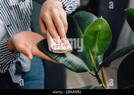 Vista dall'alto delle mani femminili che puliva la polvere dalle grandi foglie verdi di pianta. Irriconoscibile giovane donna cura pulisce piante indoor, prende cura foglia. Gardenin Foto Stock