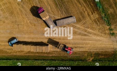 Il trattore agricolo carica la paglia di grano sul camion. Vista aerea. Macchine agricole Foto Stock