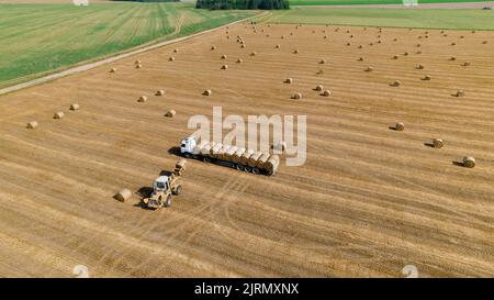 Il trattore agricolo carica la paglia di frumento sul dumper. Vista aerea. Macchine agricole Foto Stock