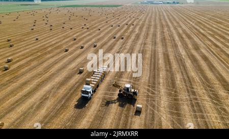 Il trattore agricolo carica la paglia di frumento sul dumper. Vista aerea. Macchine agricole Foto Stock