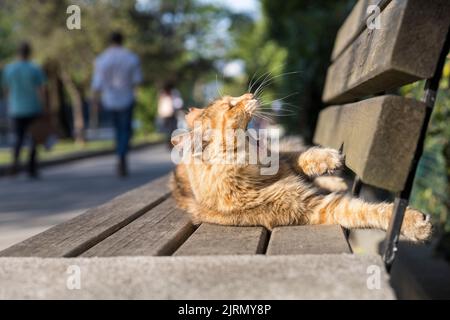 Gatto tabby vagante comodamente sdraiato e sbadigliato al sole del pomeriggio, su una panca di legno all'aperto a livello degli occhi. Foto Stock
