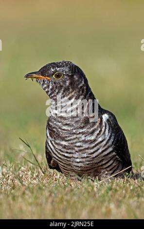 Cucuculo comune (Cupulus canorus canorus) immaturo foraggio per le formiche volanti su erba corta Eccles-on-Sea, Norfolk, UK Agosto Foto Stock