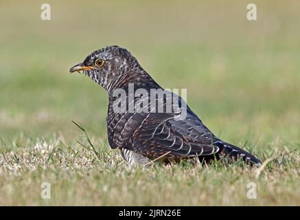 Cucuculo comune (Cupulus canorus canorus) immaturo foraggio per le formiche volanti su erba corta Eccles-on-Sea, Norfolk, UK Agosto Foto Stock