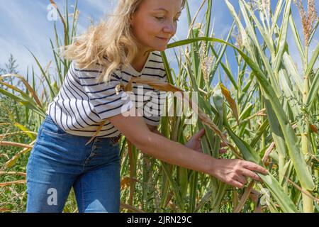 Una donna in un campo di mais controlla le piante contro un cielo blu Foto Stock